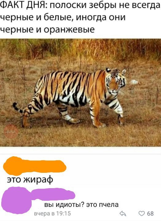 АКТ ДНЯ полоски зебры не всегда черные и белые иногда они черные и оранжевые ВЫ ИДИОТЫ ЭТО пчела вчерав 4