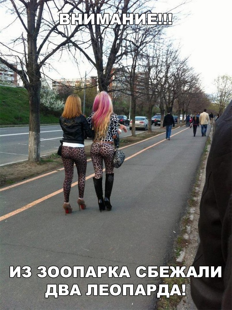 ИЗ ЗООПАРКА СБЕЖАЛИ дВА ЛЕОПАРДА