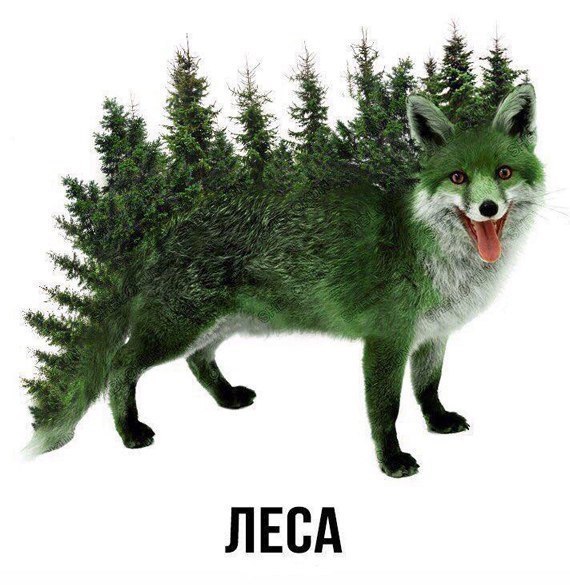 ЛЕСА