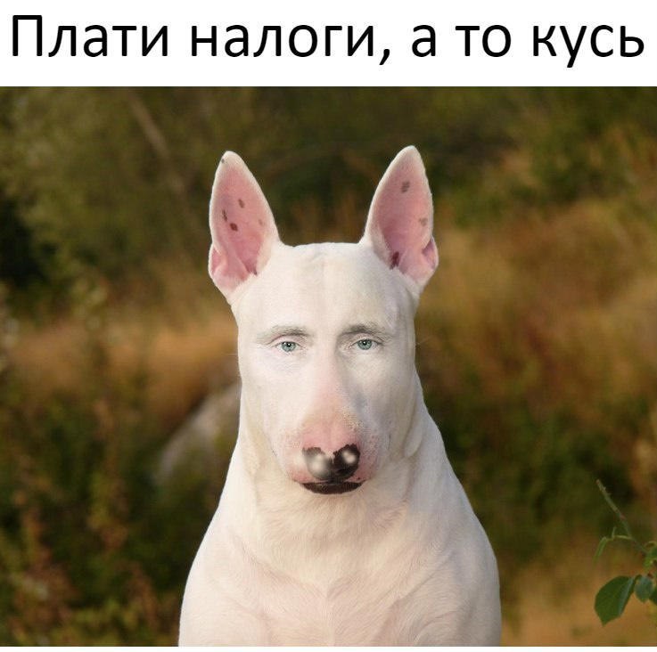 Плати налоги а то кусь