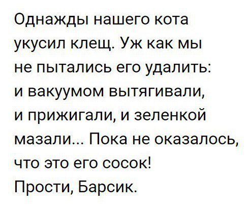 Однажды нашего кота укусил клещ Уж как мы не пытались его удалить и вакуумом вытягивали и прижигали и зеленкой мазали Пока не оказалось что это его сосок Прости Барсик