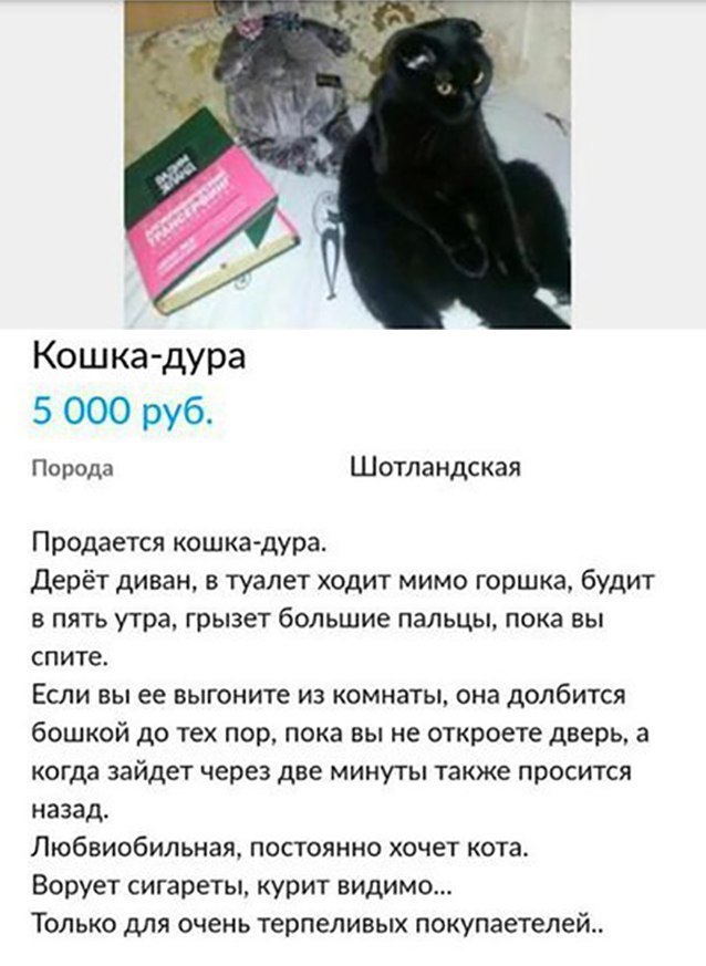 Кошка дура 5 000 руб Порода Шотландская Продается кошка дура Дерёт диван в туалет ходит мимо горшка будит в пять утра грызет большие пальцы пока вы спите Если вы ее выгоните из комнаты она долбится бошкой до тех пор пока вы не откроете дверь 3 когда зайдет через две минуты также просится назад Любвиобипьная постоянно хочет кота Ворует сигареты курит видимо Только для очень терпеливых покупаетелей