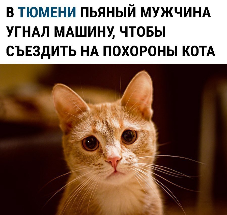 В ТЮМЕНИ ПЬЯНЫЙ МУЖЧИНА УГНАЛ МАШИНУ ЧТОБЫ СЪЕЗДИТЬ НА ПОХОРОНЫ КОТА