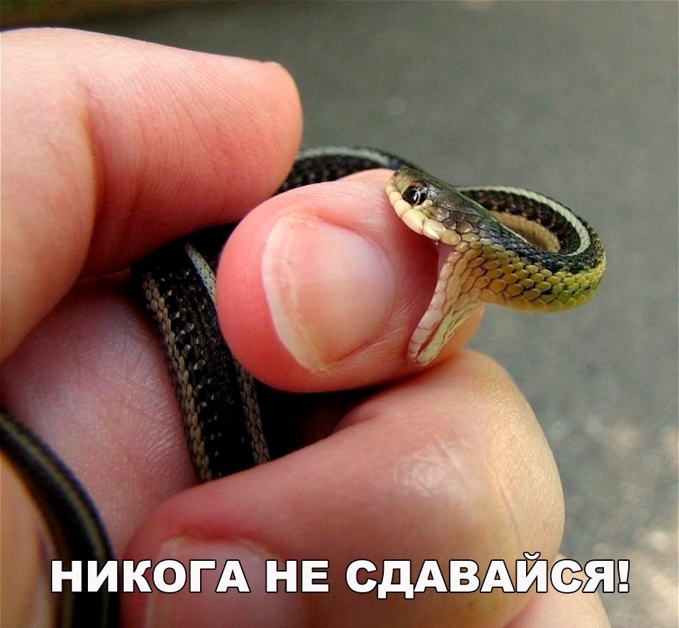 никбтнв сд