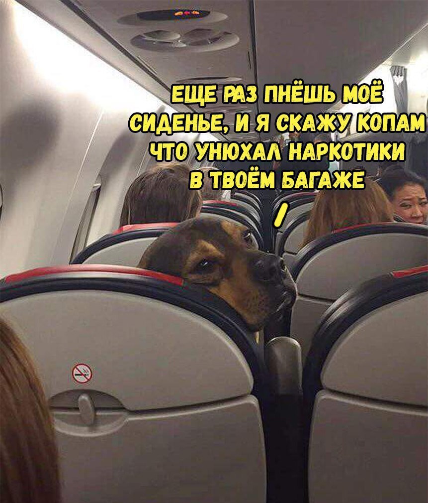 унюхАА НАркотики ВЧВОЁМ БАгАЁКЕ