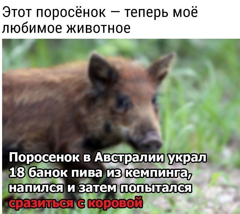 Этот поросёнок теперь моё любимое животное