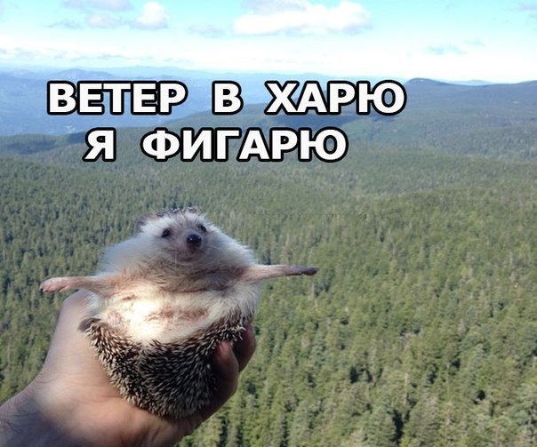 _ в 311 ввхшрю Я ФИГАРЮ