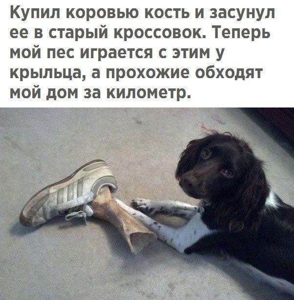 Купил коровью кость и засунул ее в старый кроссовок Теперь мой пес играется с этим у крыльца а прохожие обходят мой дом за километр
