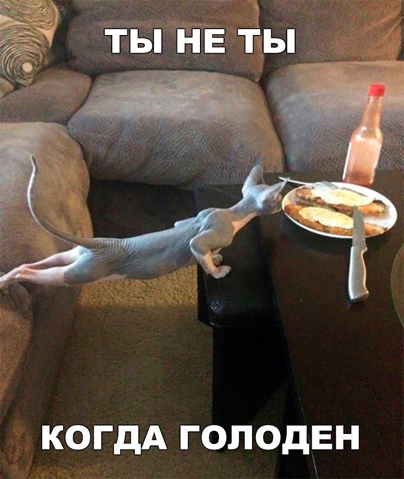 НЕТЫ тп _ ТЬ КОГДА ГОЛОДЕН