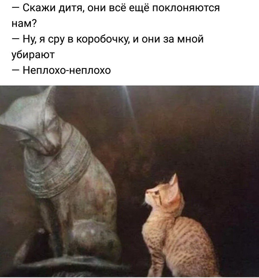Скажи дитя они всё ещё поклоняются нам Ну я сру в коробочку и они за мной убирают Неплохо неплохо