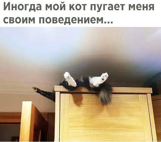 Иногда мой кот пугает меня своим поведением