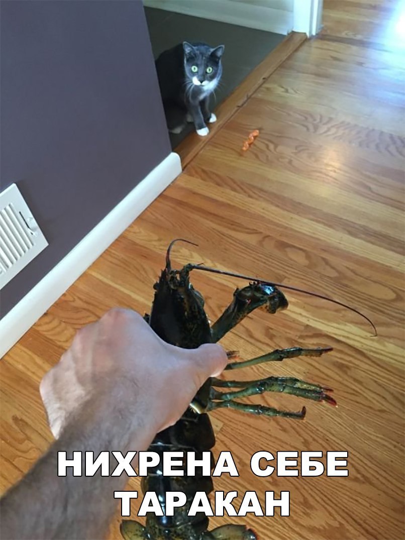 НИХВЕНА СЕБЕ ТАРАКАН