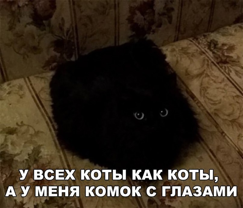У ВСЕХ КОТЫ КАК КОТЫ А У МЕНЯ КОМОК С ГЛАЗАМИ