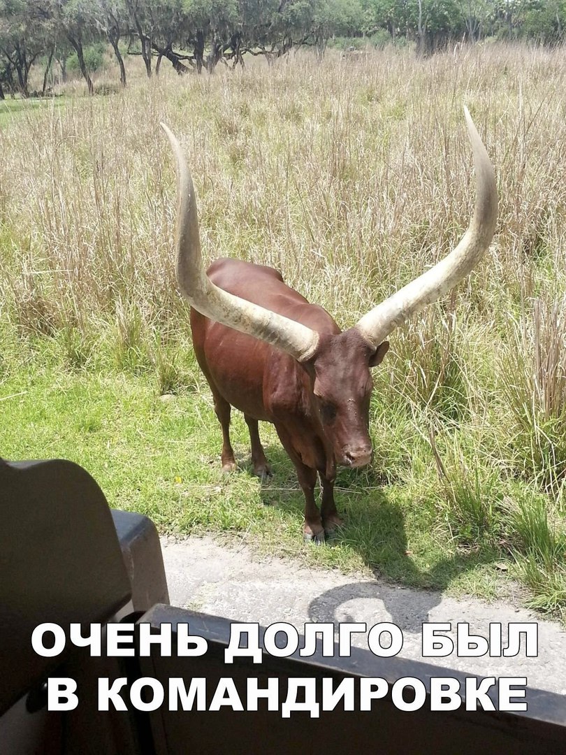 очёйь до в комдндиров