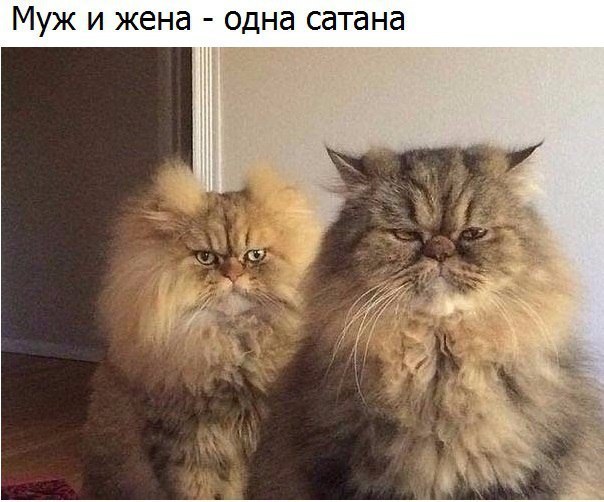 Муж и жена одна сатана