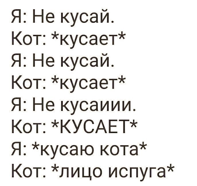 Я Не кусай Кот кусает Я Не кусай Кот кусает Я Не кусаиии Кот КУСАЕТ Я кусаю кота Кот лицо испуга