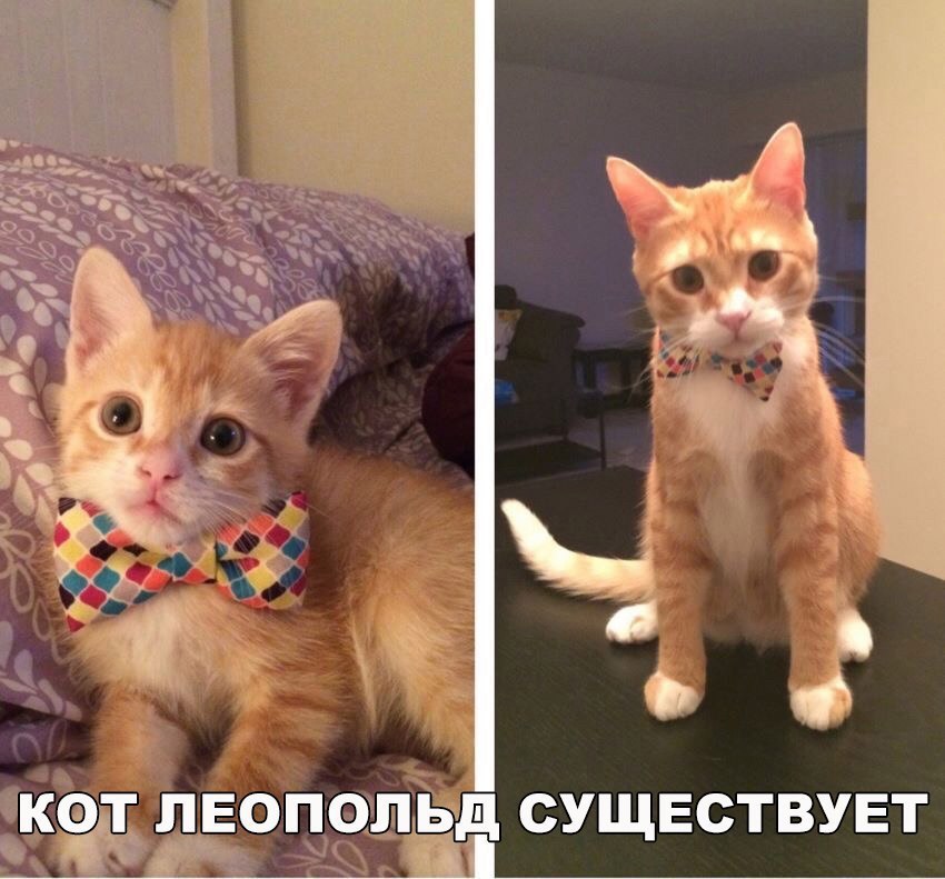 КФТ ЛЕОПЭЛДі СУЩЕСТВУЕТ