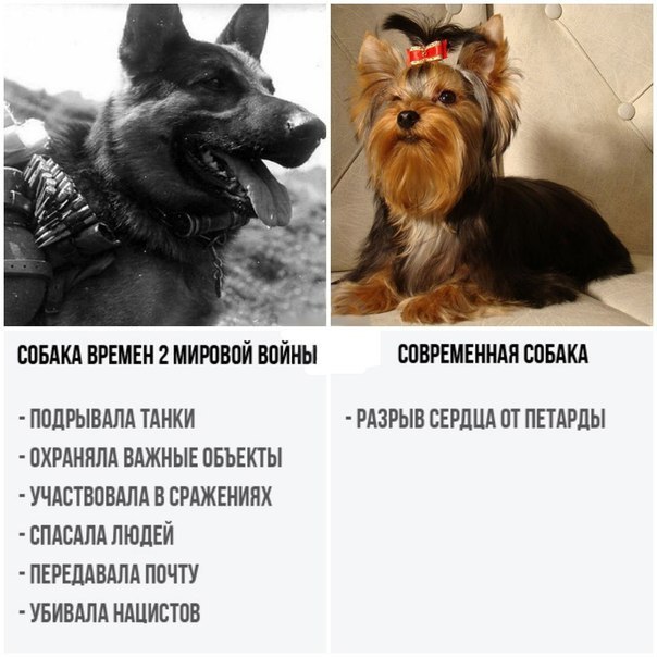_ СОБАКА ВРЕМЕН 2 МИРПВОЙ ВОЙНЫ СПВРЕМЕННАП ШБАКА ППЛРЫВАЛА ТАНКИ РАЗРЫВ СЕРДЦА ВТ ПЕТАРЛЫ ПХРАННЛА ВАЖНЫЕ ПБЪЕКТЫ УЧАСТВПВАЛА В ЕРАЖЕНИНХ СПАСАПА ЛЮДЕЙ ПЕРЕЛАВАПА ППЧТУ УБИВАЛА НАЦИСТПВ