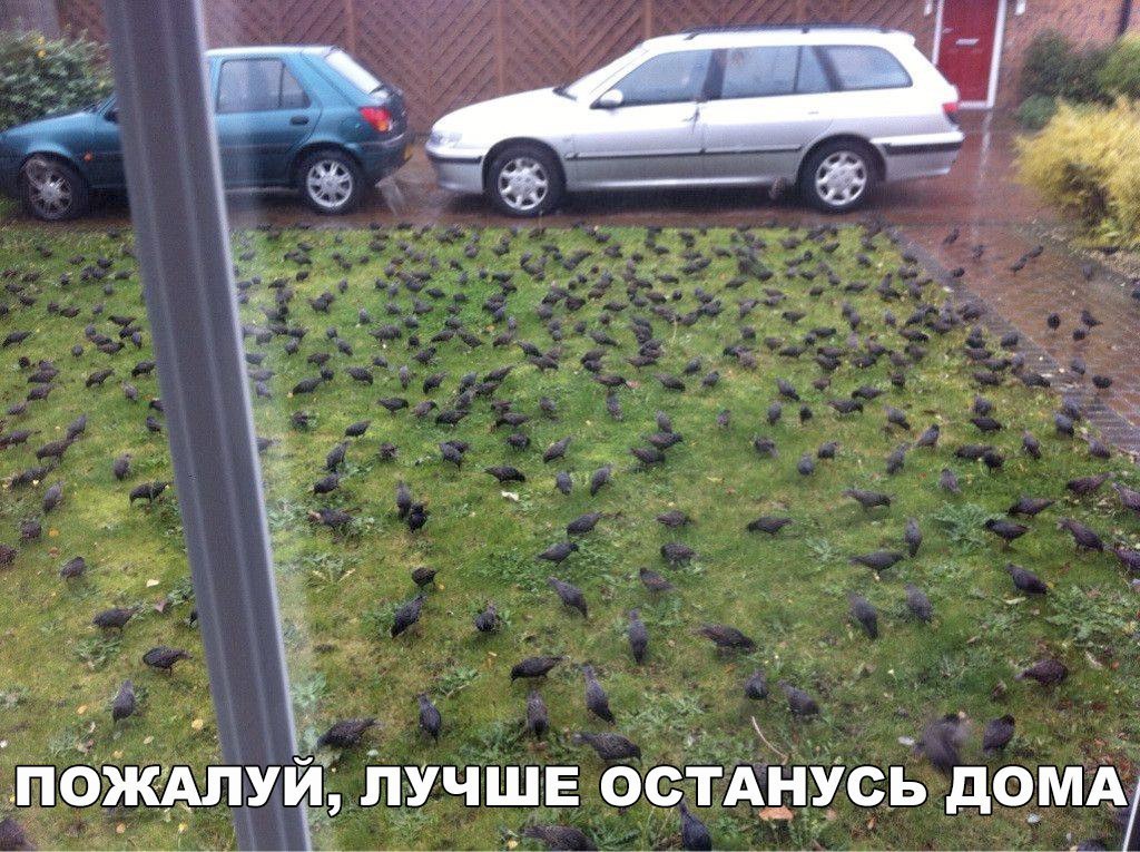 дучшЕ осТАнусь дом