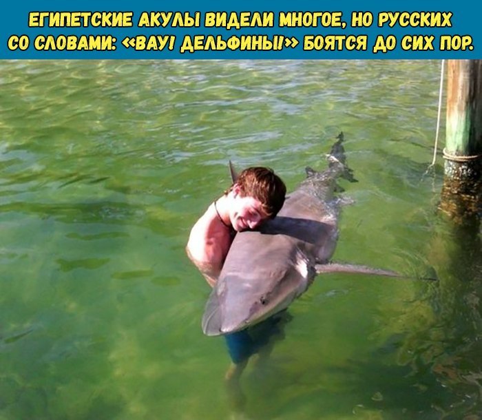 В СОГСЛОВАМИ ВАУПДЕЛЬФИНЬИ БОЯТСЯ ДО СИХ ПОР