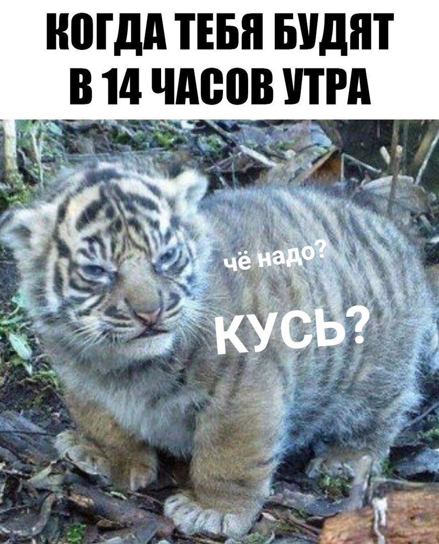 КОГДА ТЕБЯ БУДЯТ В 1 ЧАРОВ УТРА