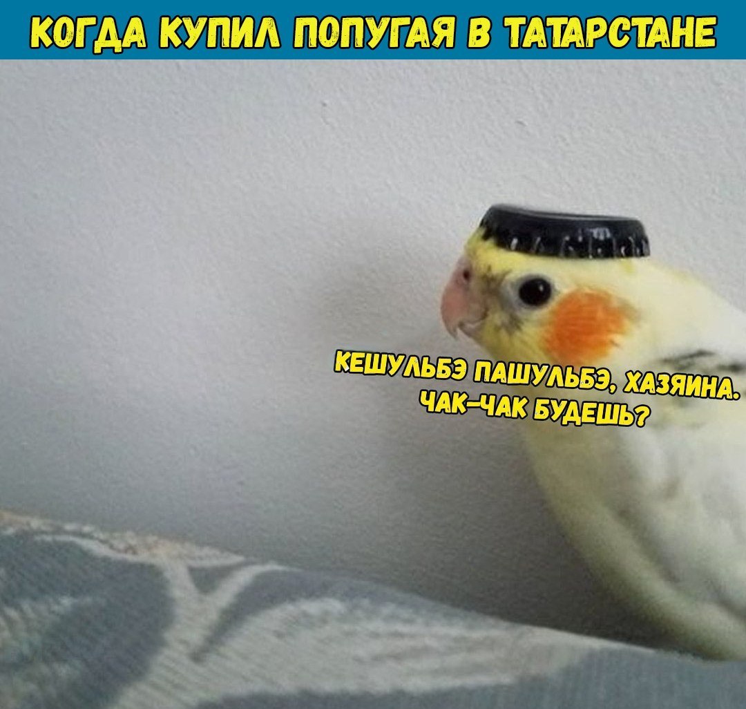 КОГ АА КУПИЛ ПОПУГ АЯ В ТАШРСТАНЕ