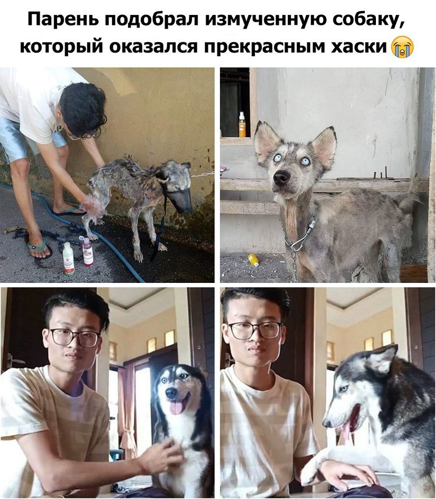 Парень подобрал измученную собаку который оказался прекрасным хаски ТЫ г д дд Ю