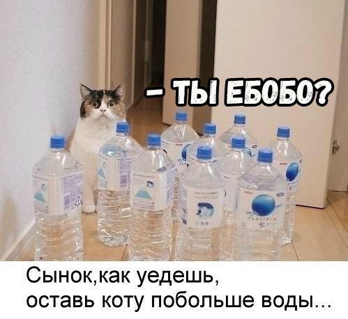 _ Сыноккак уедешь оставь коту побольше воды