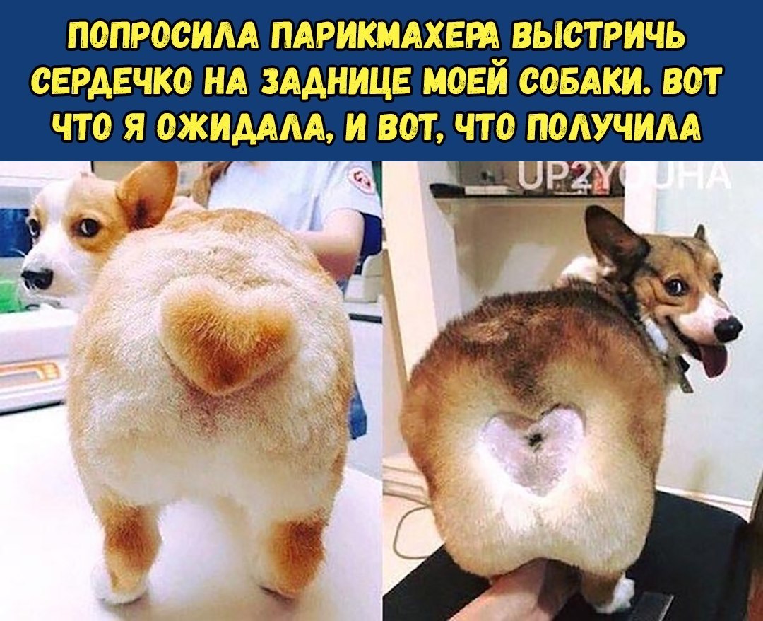 ПОПРООИАА ПАРИКМАХЕШ ВЫСТРИЧЪ ОЕРАЕЧКО НА ЗАДНИЦЕ МОЕ СОБАКИ ВОТ ЧТО Я ОЖИДААА ВОТ ЧТО ПОЛУЧИЛА _ _