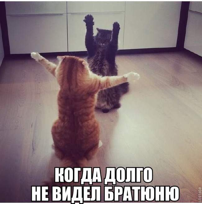 ногдппдпго видіпвгдтщню Ё