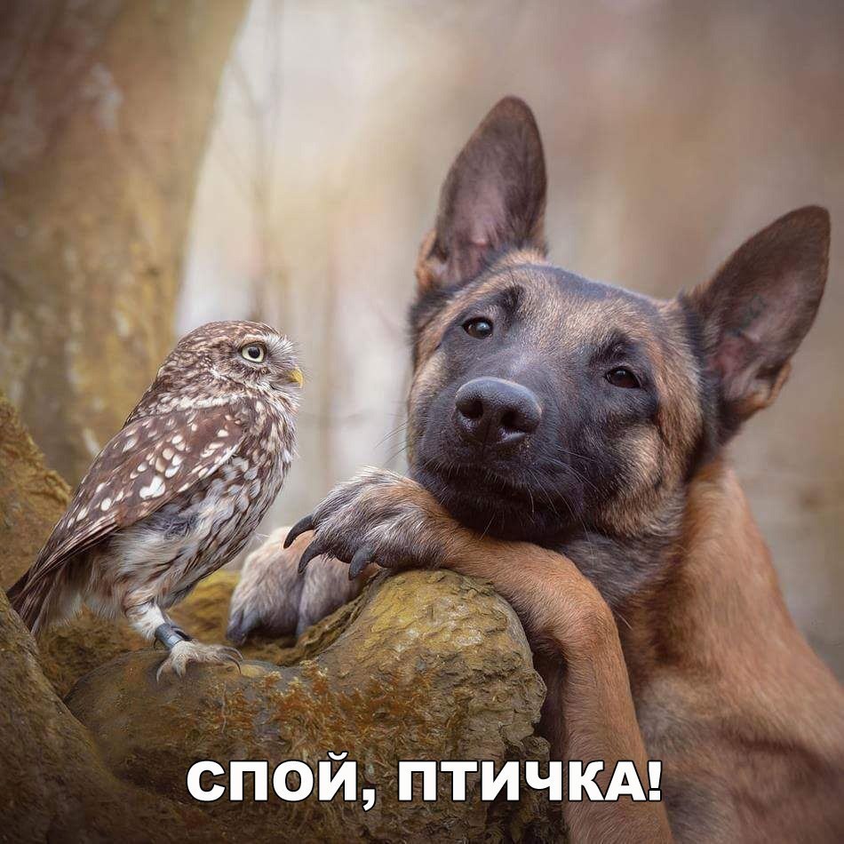 спбйптичкд