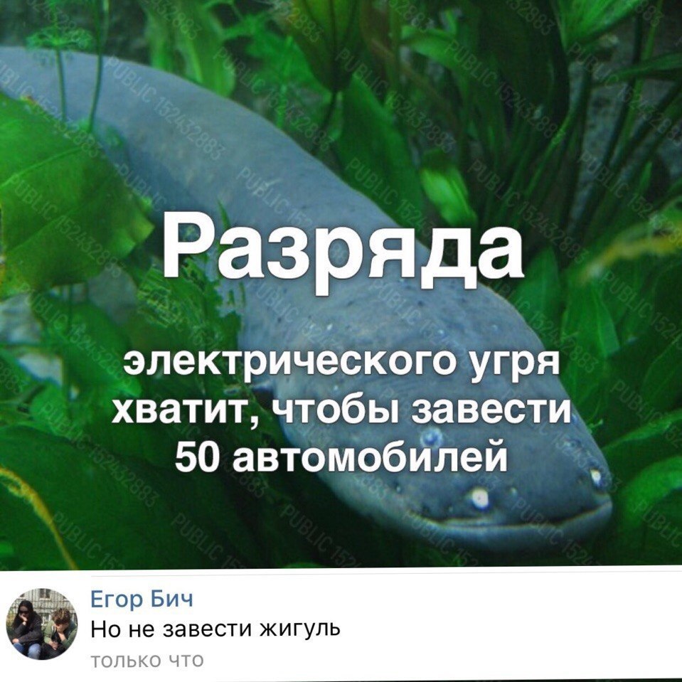 Разряда электриЧеского угря хватит чтобы завести ч 50 автомобилем е_ Егор Бич НО не завести ЖИГУЛЬ