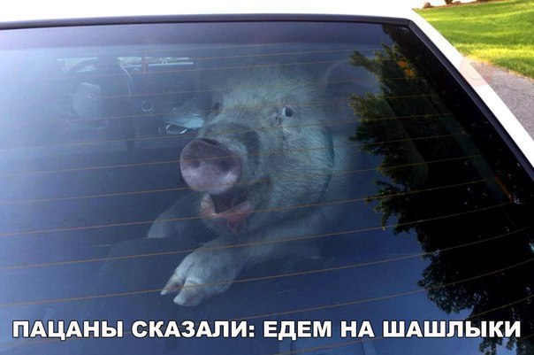 ПАЦАНЫ СКАЗАЛИ ЕдЕМ НА ШАШЛЫКИ