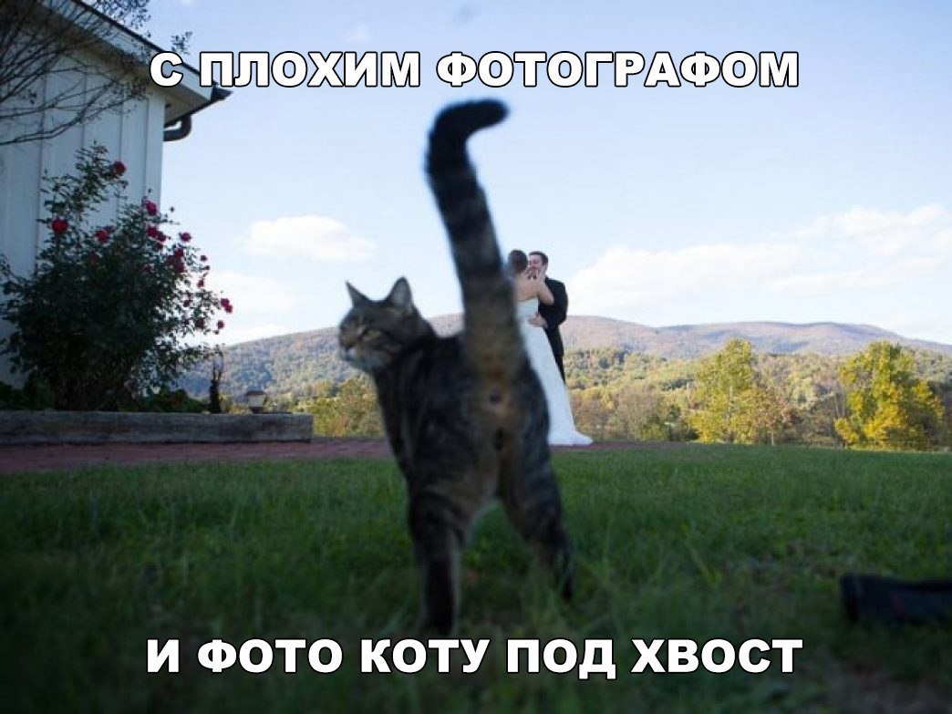 _ жгшшп Еташп И ФОТО КОТУ ПОД ХВОСТ