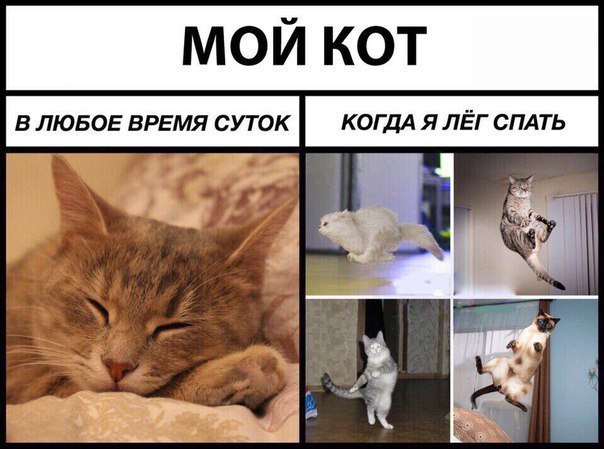 МОЙ КОТ В ЛЮБОЕ ВРЕМЯ СУТОК КОГДА Я ЛЁГ СПАТЬ