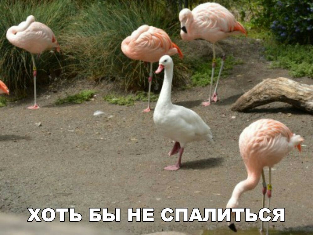 дджээтъ БЬП Ь 523