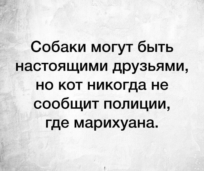 Собаки могут быть настоящими друзьями но кот никогда не сообщит полиции где марихуана