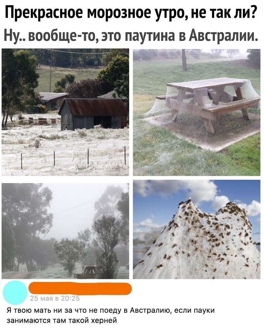 Прекрасное морозное утро не так ли Ну вообще то это паутина в Австралии Зичи Я твою мать ни за что не поеду в Австралию если пауки занимаются там такой херней