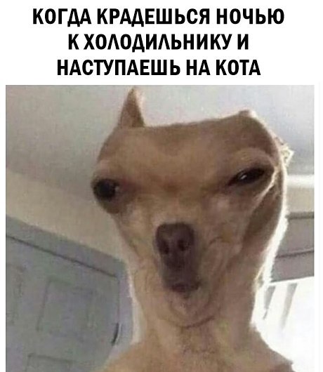 КОГДА КРААЕШЬОЯ НОЧЬЮ К ХОАОДИАЬНИКУ И НАСТУПАЕШЬ НА КОТА