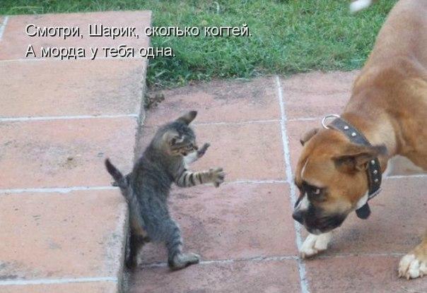 Смигри Шарик талые пей А морда у тебя 0 На