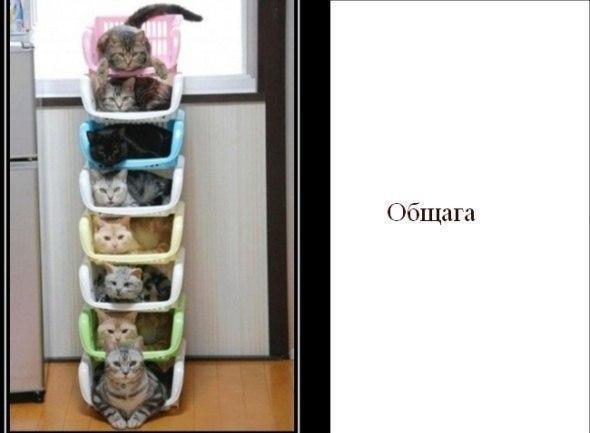 Общага