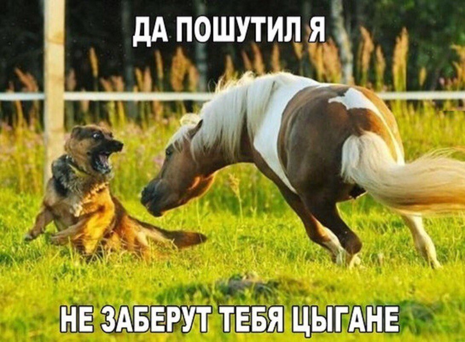 дАпошутилЫ ъ _Ф А_ НЕ ЗЖБЁЕРУТ ТЕБЯ ЩЫГАНЕ