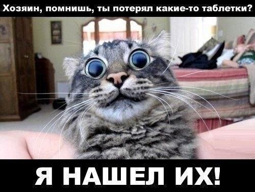 хозяин помнишь ты почеряп какие ю ибпетки Я НАШЁЛ ИХ