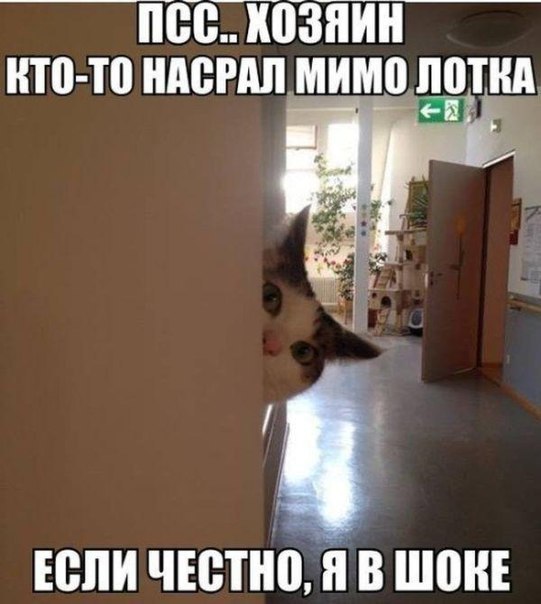 песюзнин ито то нпсгдпминщпшт юпи чинно в шин