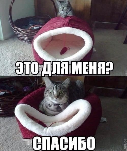 ЕЁ ТШДШШШЕНП