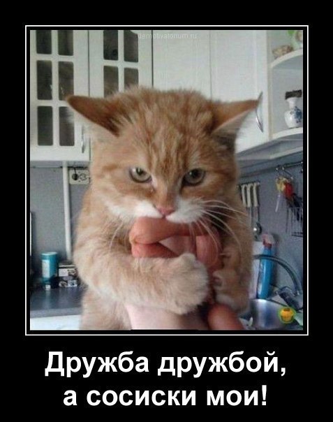 Дружба дРУЖбой а сосиски мои
