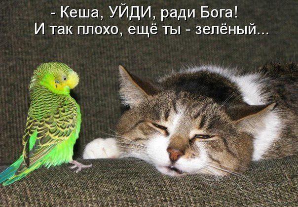 Кеша УЙДИ ради Бога И так плохо ещё ты зелёный