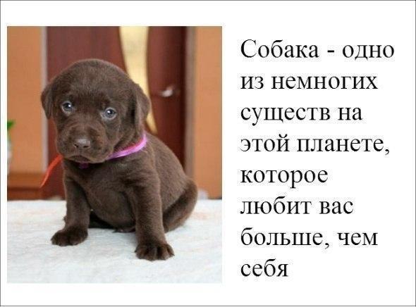 Собака одно из немногих существ на этой планете которое любит вас больше чем себя