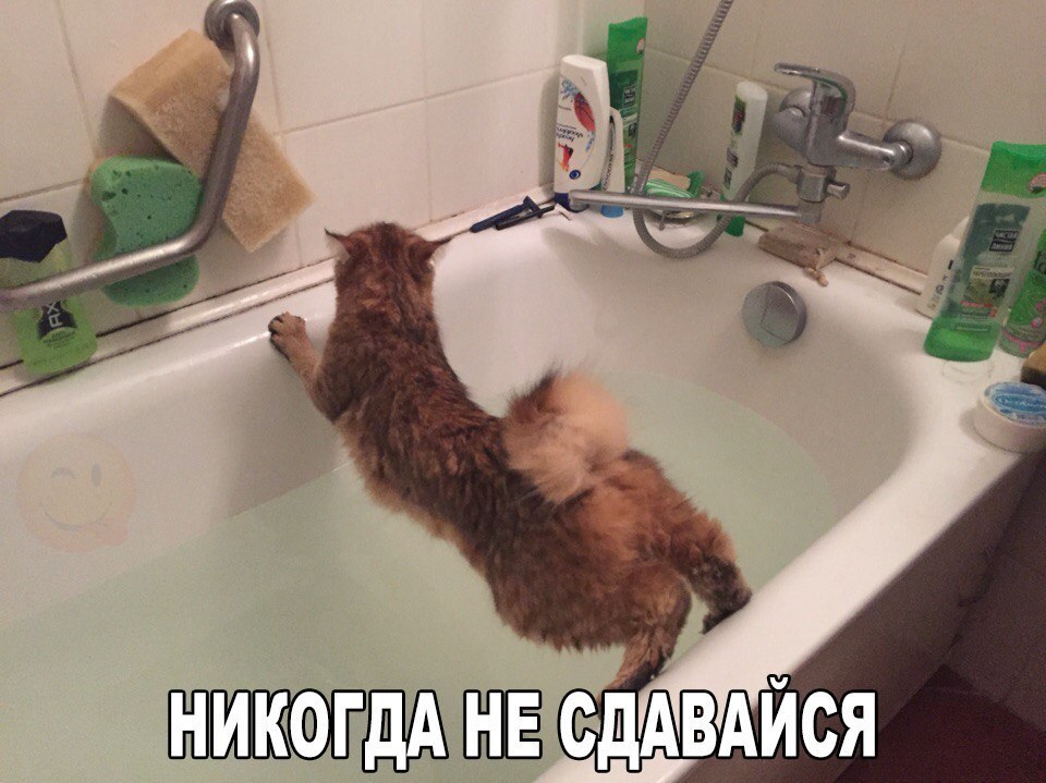 ШШШ едАвдйся
