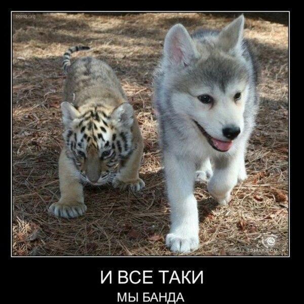 И ВСЕ ТАКИ МЫ БАНДА